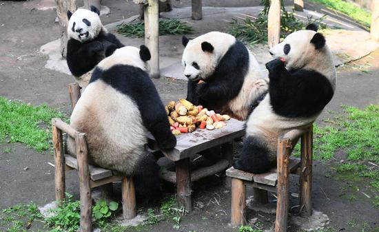 Giant pandas enjoy refreshments at Chongqing Zoo