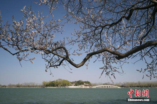Peach flowers bloom at Summer Palace