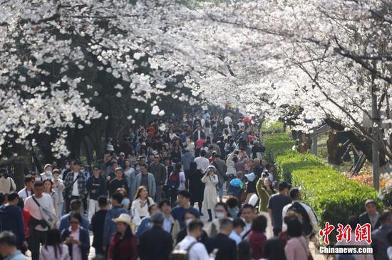 Visitors flock to Wuhan University to admire cherry blossoms
