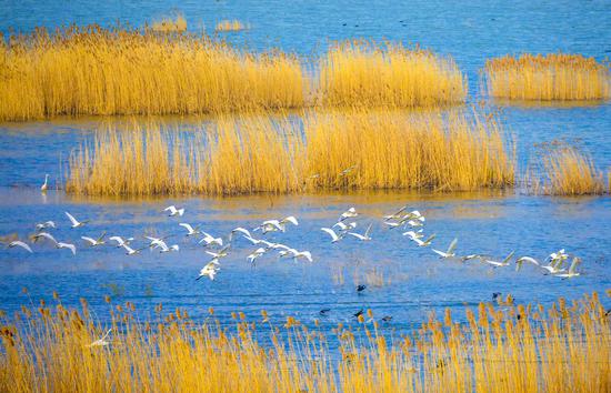 Flying egrets, golden dry reeds creat beautiful ecological picture