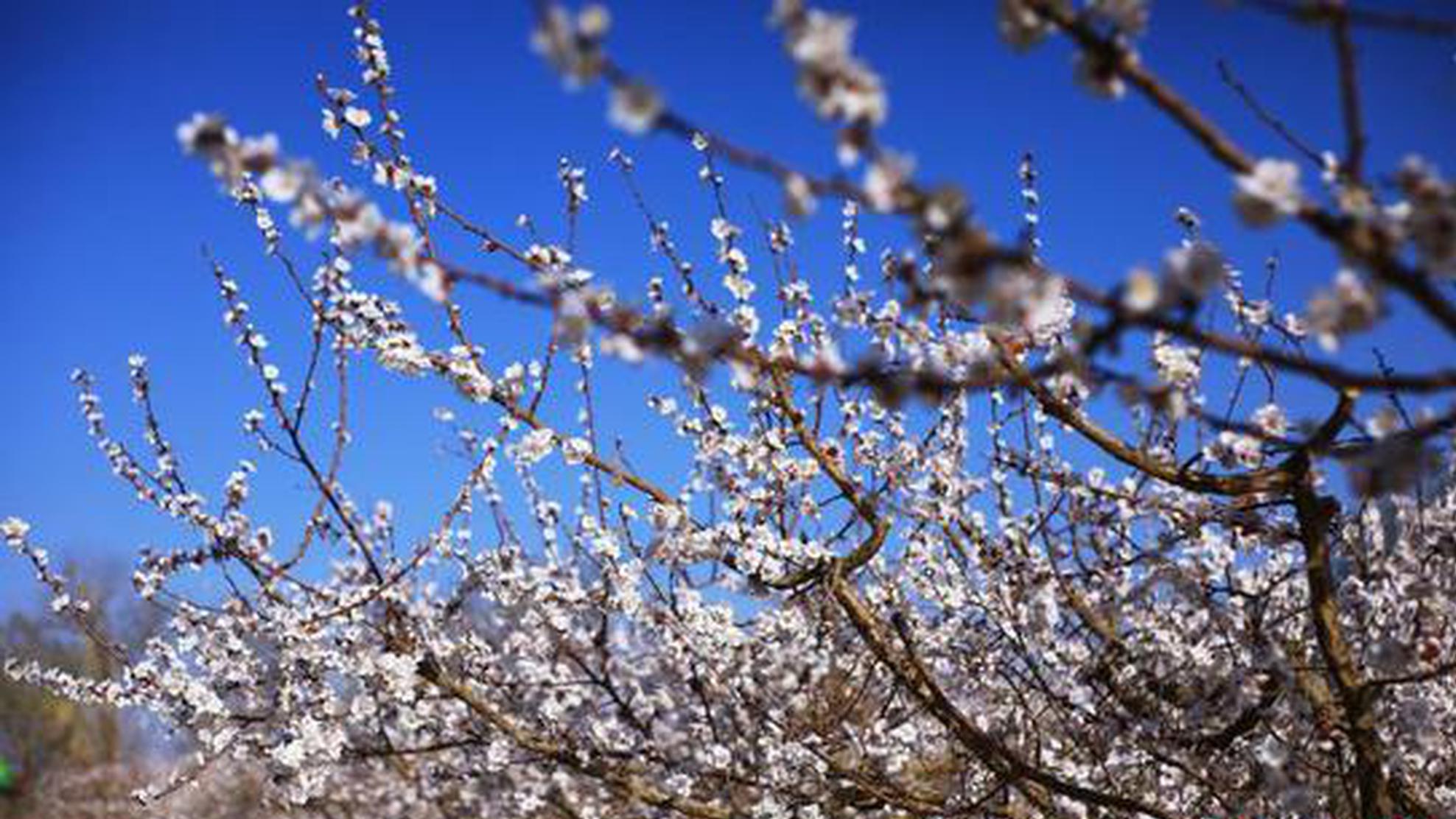 Spring flowers boost tourism in Xinjiang