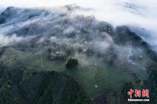 Picturesque scenery of cloud-shrouded tea garden in Sichuan