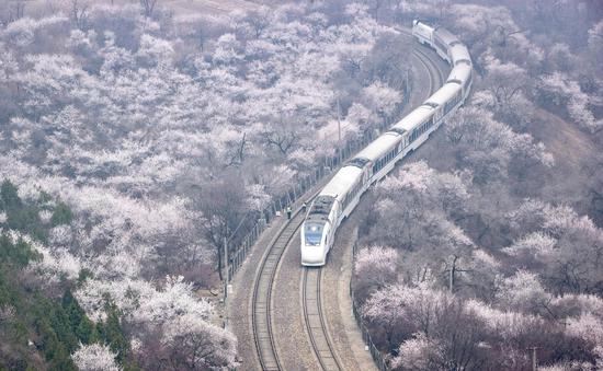 S2 train runs through blooming flowers in Beijing