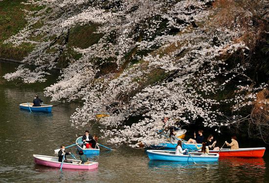Tokyo welcomes cherry blossom season