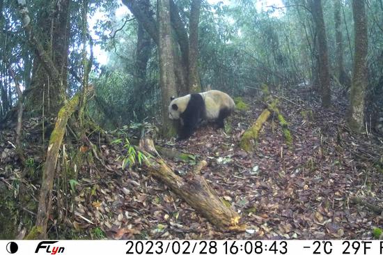 Wild giant panda captured on camera in Sichuan