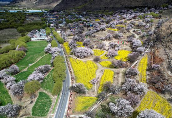 Flower paradise in Tibet greets peach blossoms season