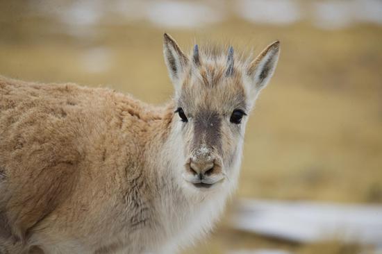 Tibetan antelopes thrive at Hoh Xil nature reserve