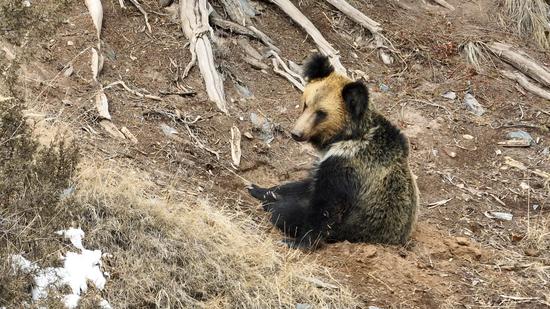 Camera records brown bear's wake-up after months of hibernation