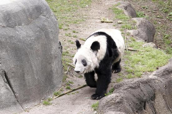 Memphis Zoo bids farewell to giant panda Ya Ya