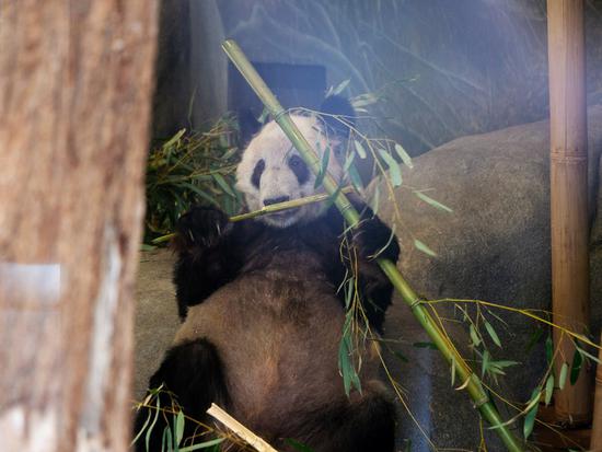 Memphis Zoo in U.S. holds sendoff for giant panda Ya Ya