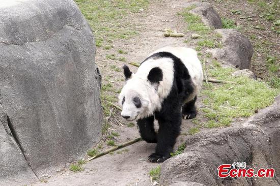 Giant panda Ya Ya plays at the Memphis Zoo in Tennessee, the United States, April 8, 2023. (Photo/VCG)