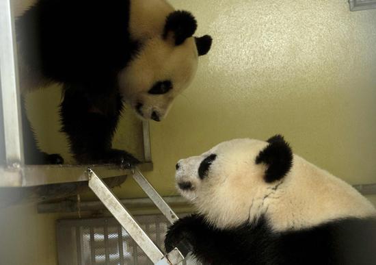 Giant pandas to extend stay in French Zoo
