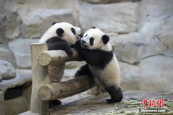 Photo shows Huan Huan and Yuan Zai at the Beauval Zoo. (Photo Provided to China News Service)