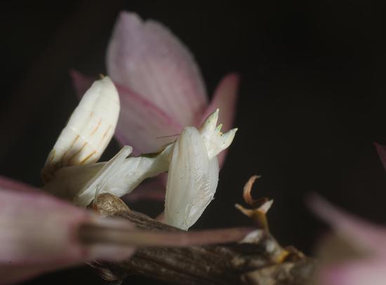 Orchid mantis spotted in Yunnan