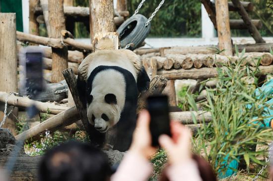 Giant panda Meng Lan attracts crowds to Beijing Zoo