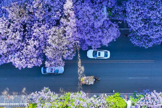 Blossoming Jacaranda trees create romantic landscape in Sichuan