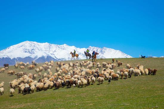 Police officers guard livestock migration in Xinjiang