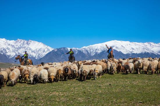 Police officers guard livestock migration in Xinjiang