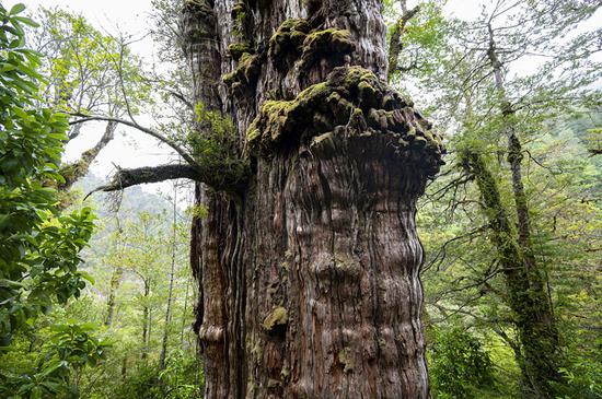 World's oldest tree discovered in Chile