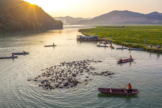 Buffaloes swim across Jialing River in Sichuan