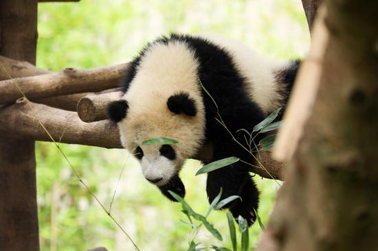 Giant pandas enjoy summer sunshine in Sichuan