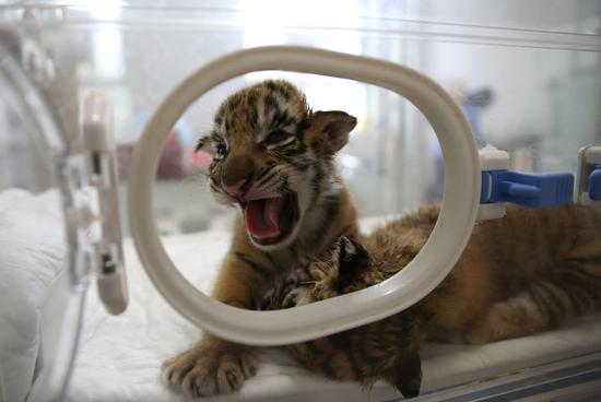 Tiger quintuplets to meet public in Chongqing