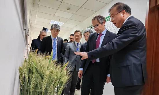 Liu Luxiang (right), deputy head of the Institute of Crop Science of the Chinese Academy of Agricultural Sciences, talks with visiting IAEA Director General Rafael Mariano Grossi at the institute on May 24, 2023. (Photo/Courtesy of Institute of Crop Science of the Chinese Academy of Agricultural Sciences)