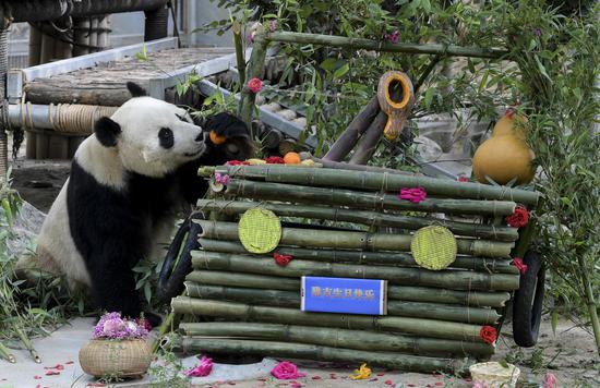 Giant panda Ya Ji celebrates ninth birthday in Shandong