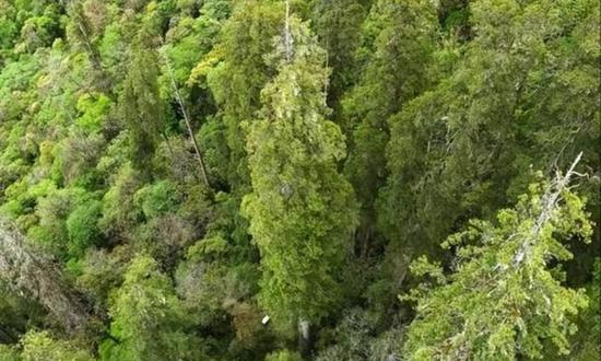 A 102.3-meter Tibetan cypress in Nyingchi, Southwest China's Xizang Autonomous Region, has been identified as the tallest tree to ever be discovered in the Chinese mainland and has been confirmed as the tallest known tree in Asia. (Photo/Sina Weibo)