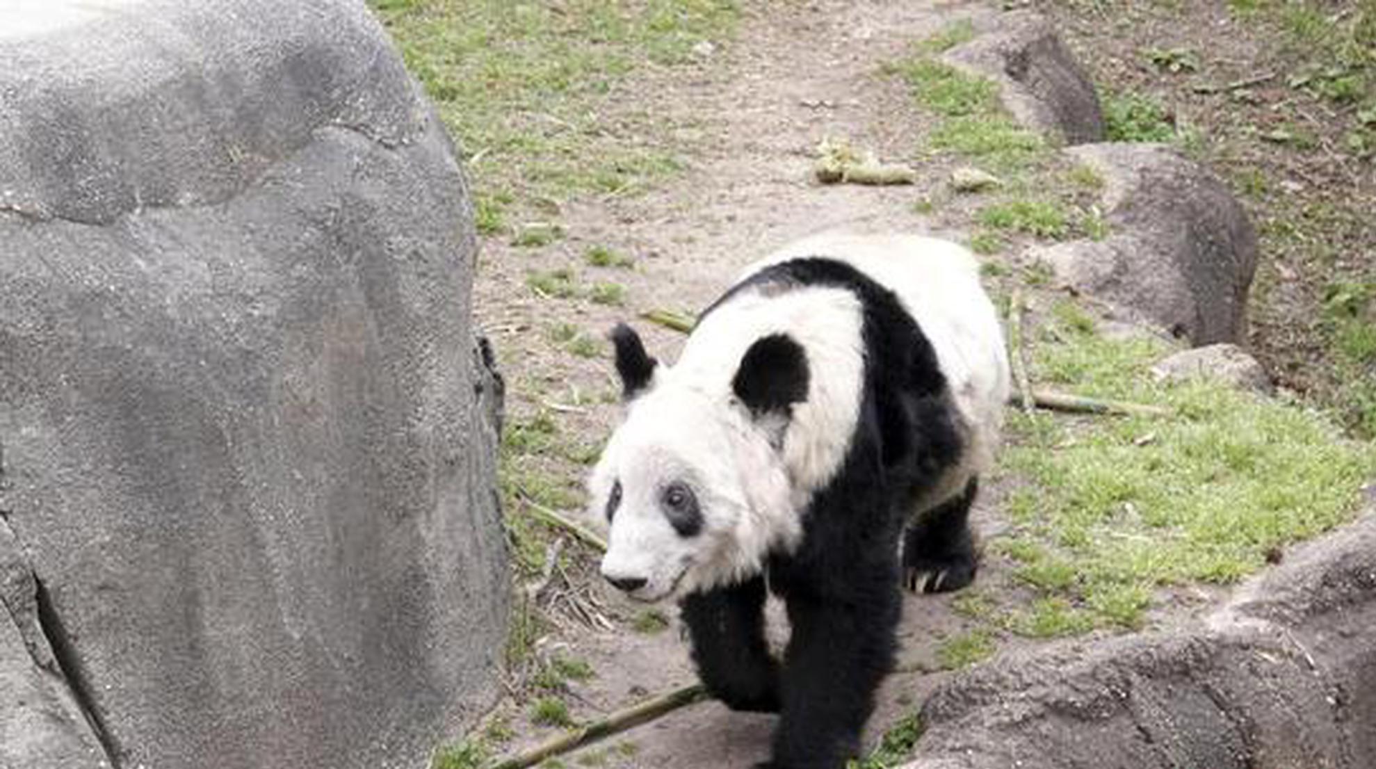 Giant panda Ya Ya arrives at Beijing Zoo