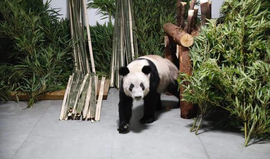 Giant panda Ya Ya arrives in Beijing after month-long quarantine in Shanghai