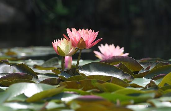 Two-color water lilies wow tourists at Hangzhou par