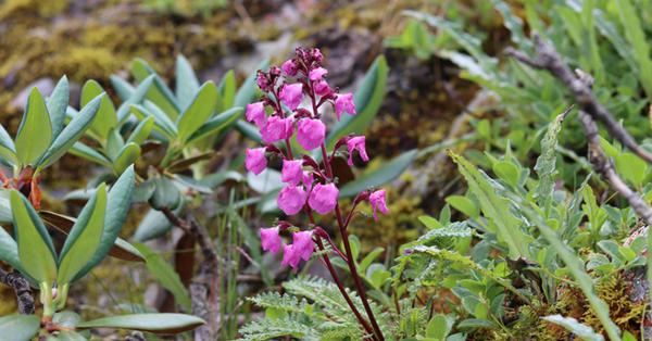 Five new plant species discovered, named in Sichuan Province