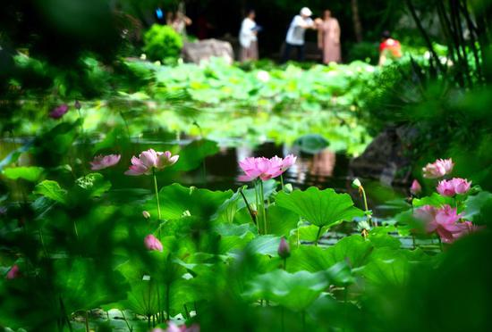 Lotus flower season reaches in China
