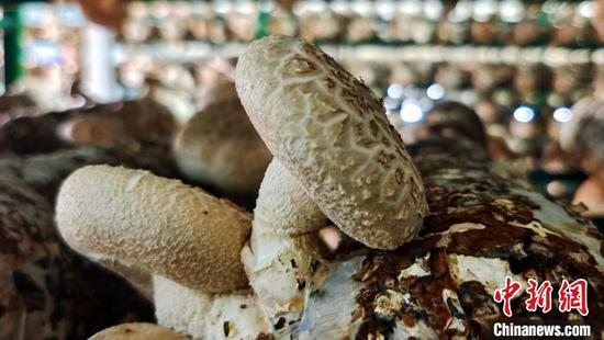 Mushrooms grow in a greenhouse in the Xinjiang Production and Construction Corps. (Photo/China News Service)
