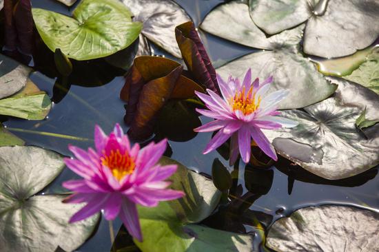 Two-color water lily in full bloom in Nanjing