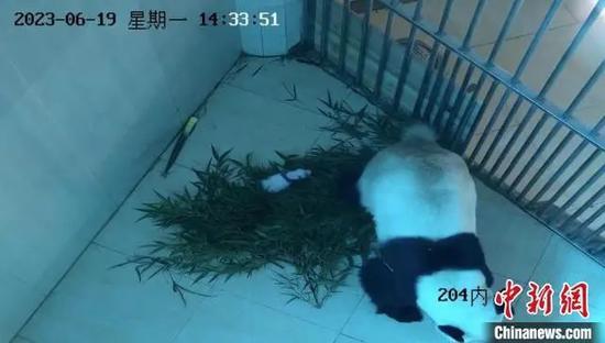 Giant panda Xin Xin gives birth to panda cub