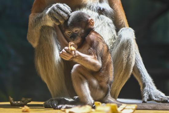 Long-nosed monkey baby meets public in Guangzhou
