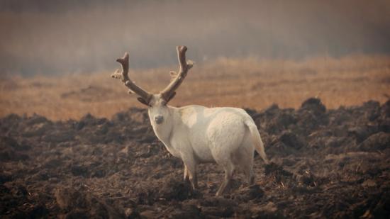 A rare white-colored Milu deer, a rare species native to China, has recently been spotted in the Qilihai wetland area of Tianjin, a municipality in North China. (Photo provided to chinadaily.com.cn)