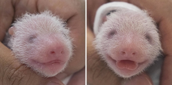 Giant panda Hua Ni gives birth to twin cubs in South Korea