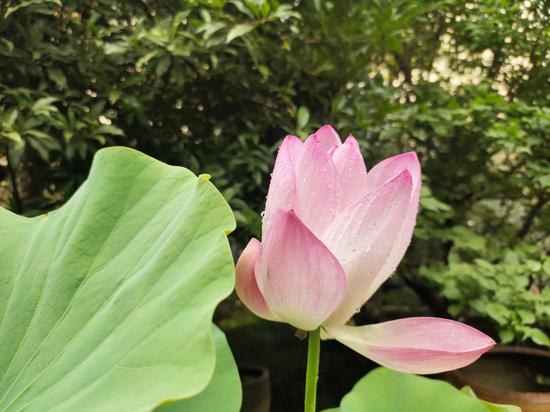 Thousand-year lotus blossoms in Zhejiang