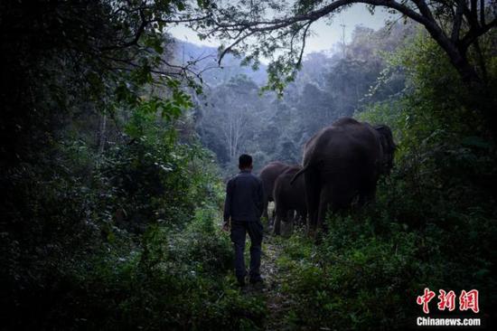 File photo of a staff member of the Asian Elephant Salvation Center train Asian elephants in jungle to regain their wildness in Xishuangbanna, Yunnan Province. (Photo: China News Service/ Kang Ping) 