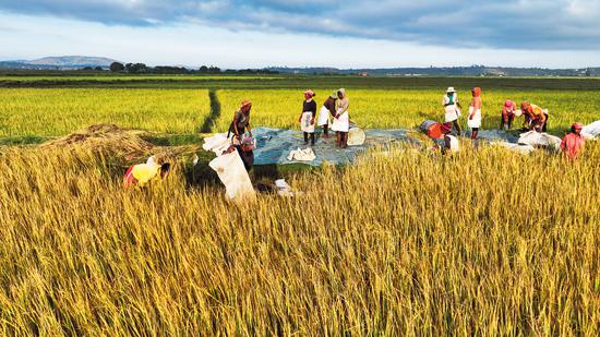 Farmers harvest hybrid rice cultivated on a demonstration field in Madagascar on April 26. (GU PENGBO/ZHOU YUEGUI/FOR CHINA DAILY)