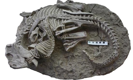 China-Canada joint fossil discovery reveals dinosaur fight from 125 million years ago