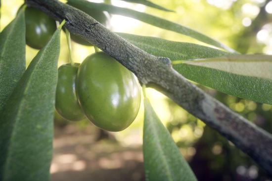 Heatwave threatens Europe's olive yield