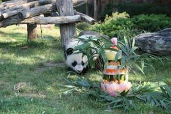 Chengdu set to receive panda from France