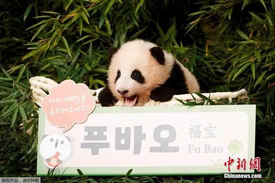 Giant panda Fu Bao celebrates her 3rd birthday in South Korea, July 20, 2023. (Photo/Agencies)