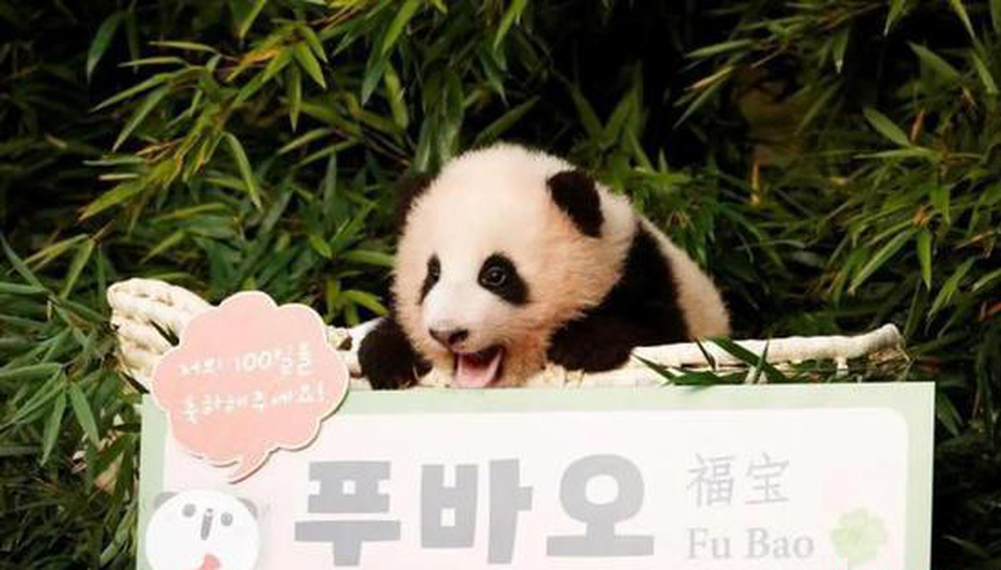 Giant panda Fu Bao celebrates her 3rd birthday in South Korea