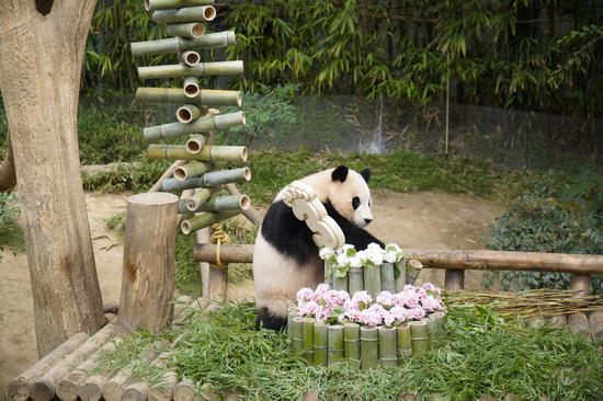 Beloved giant panda Fu Bao turns to three in South Korea