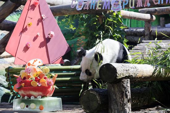 Moscow zoo celebrates birthdays for giant pandas